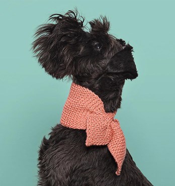 Hand-Knitted Dog Scarves Image