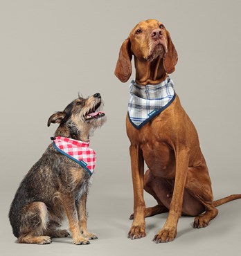 Pure Linen Dog Cravats Image