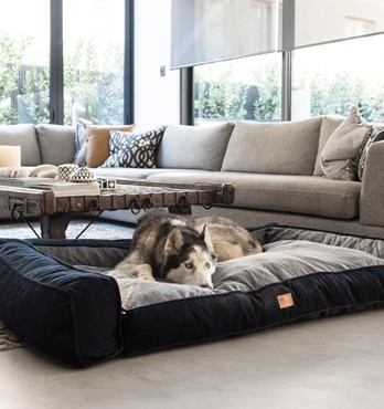 Scooby Dog Sofa Image