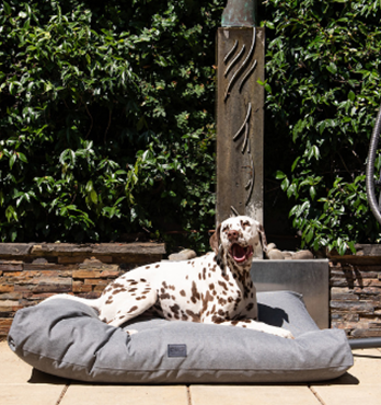Hooch Dog Cushion Image