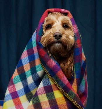 Patty Pure Wool Dog Blankets Image