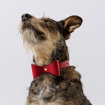 Brocky Leather Dog Bow Collar