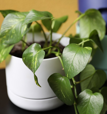 Decor Garden Pots Image