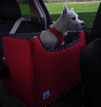 I Can See Dog Car Seat Image