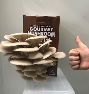 Ready to Grow Mushroom Bags Image