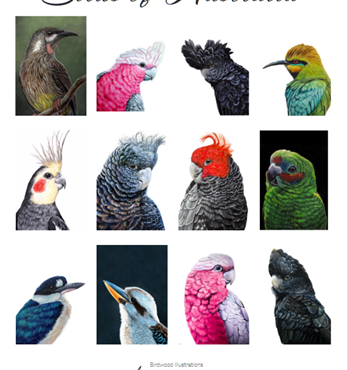 Bird Portraits of Australia Fine Art Calendar 2024 Image