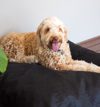 Poly Fill Pet Pillow Image