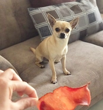 Dehydrated Jerkies Image