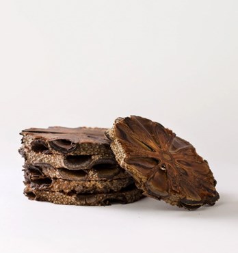 Banksia Coasters Image