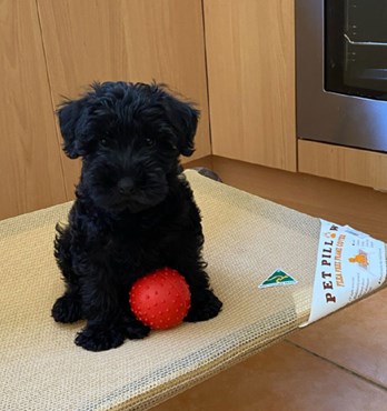 Welded Powder Coated Frame Beds Image