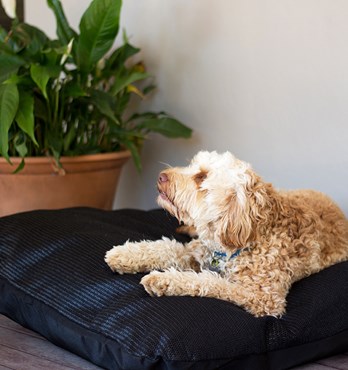 Poly Fill Pet Pillow Image