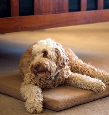 Fleece Kennel Mat Image